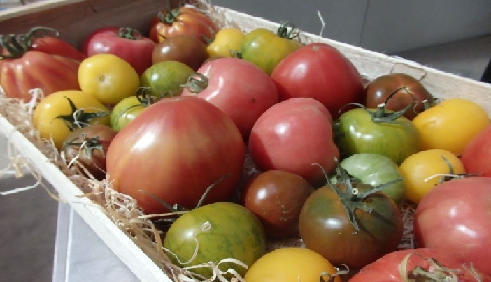Tomates variétés anciennes – 1 kg