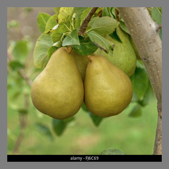 Poire grand champion bio – 1 kg