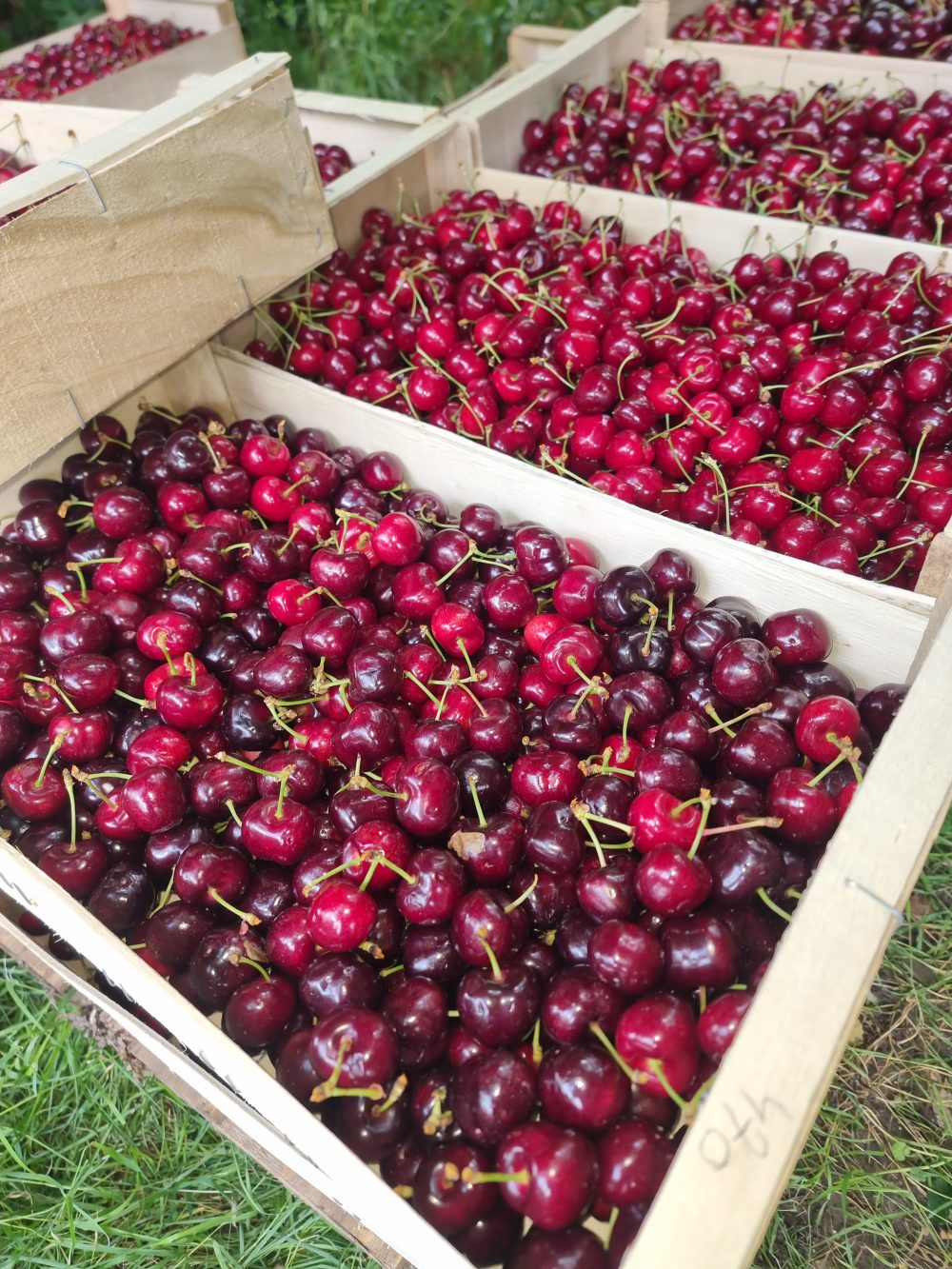 Cerises bigarreaux en plateau (5 Kg)