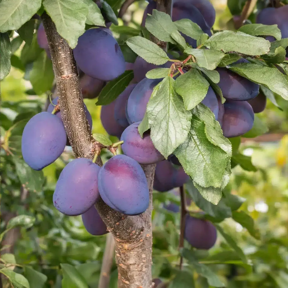 Prunes “quetsche” (1 Kg)