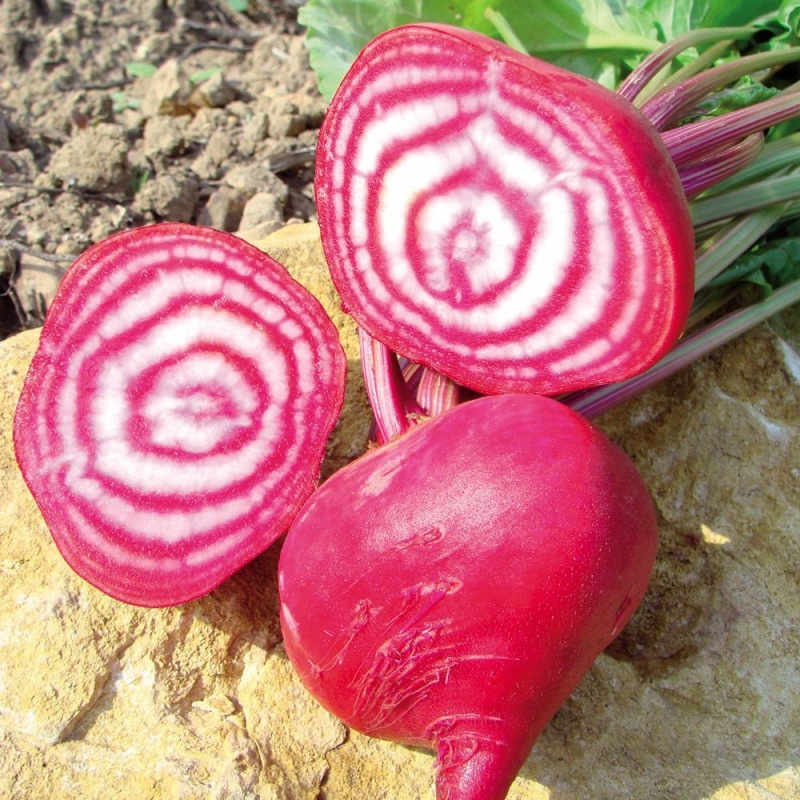 Betteraves rouges variété Chioggia (1kg)