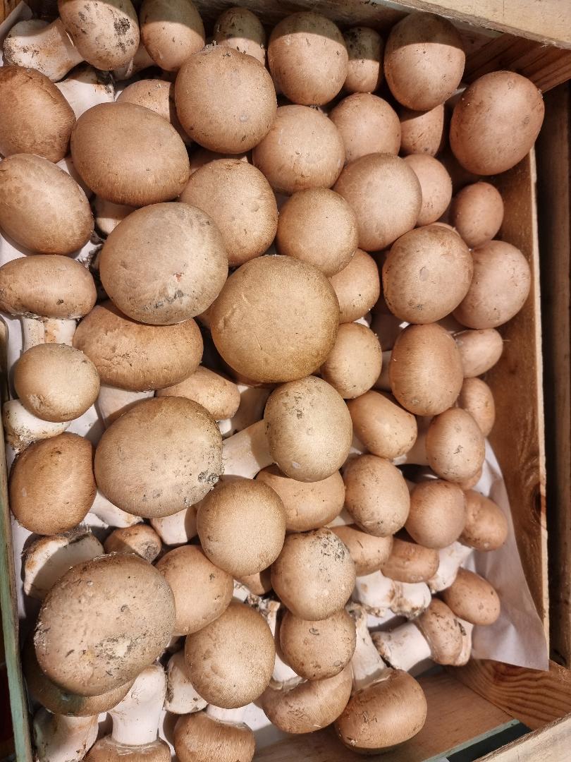Champignons de Paris bruns bio (500g)