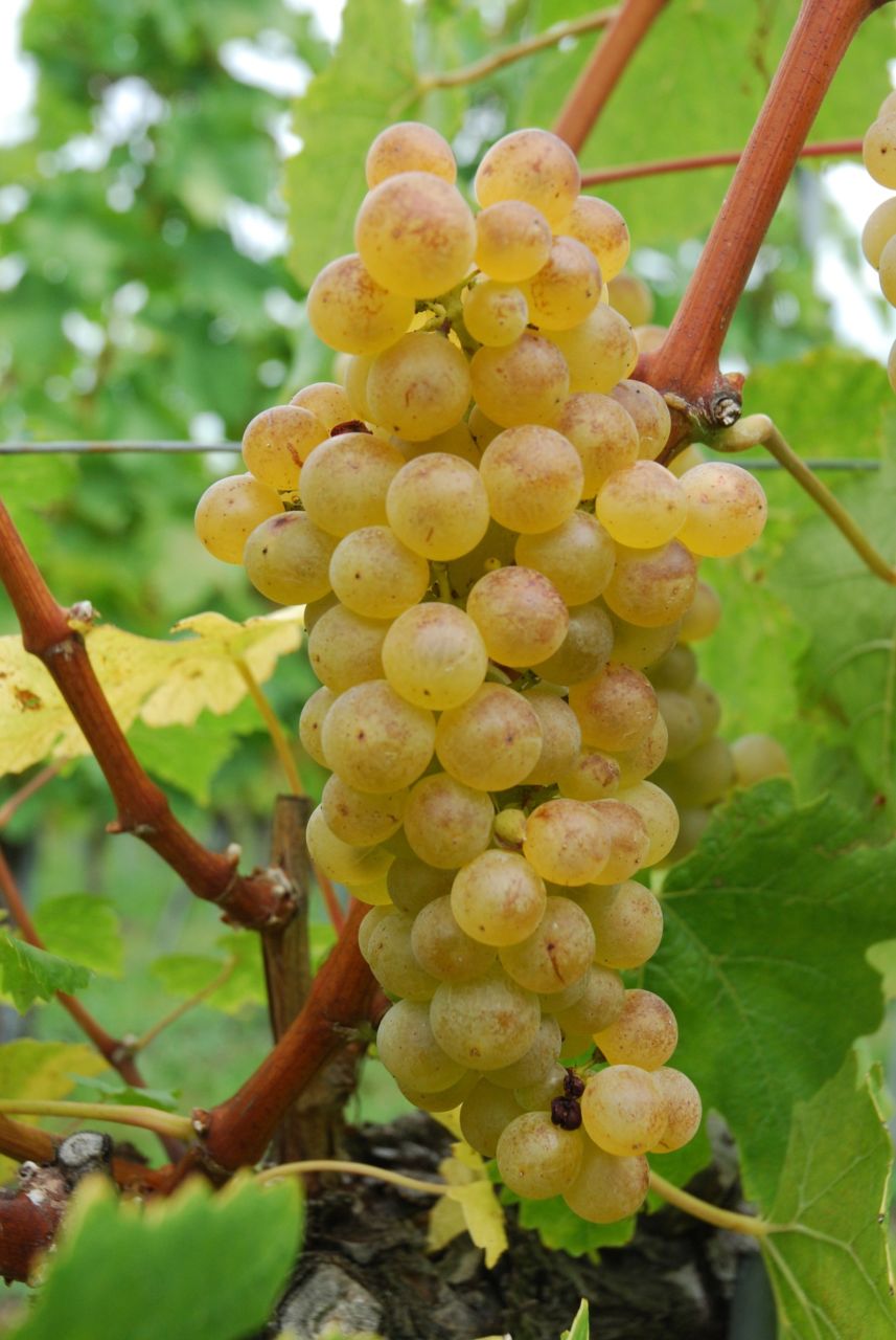 Raisin “Chasselas AOP” 1Kg