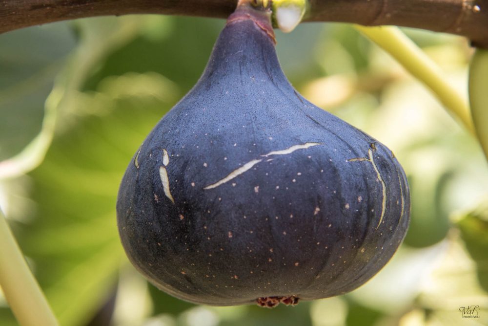Figues noires de Solies AOP (500g)