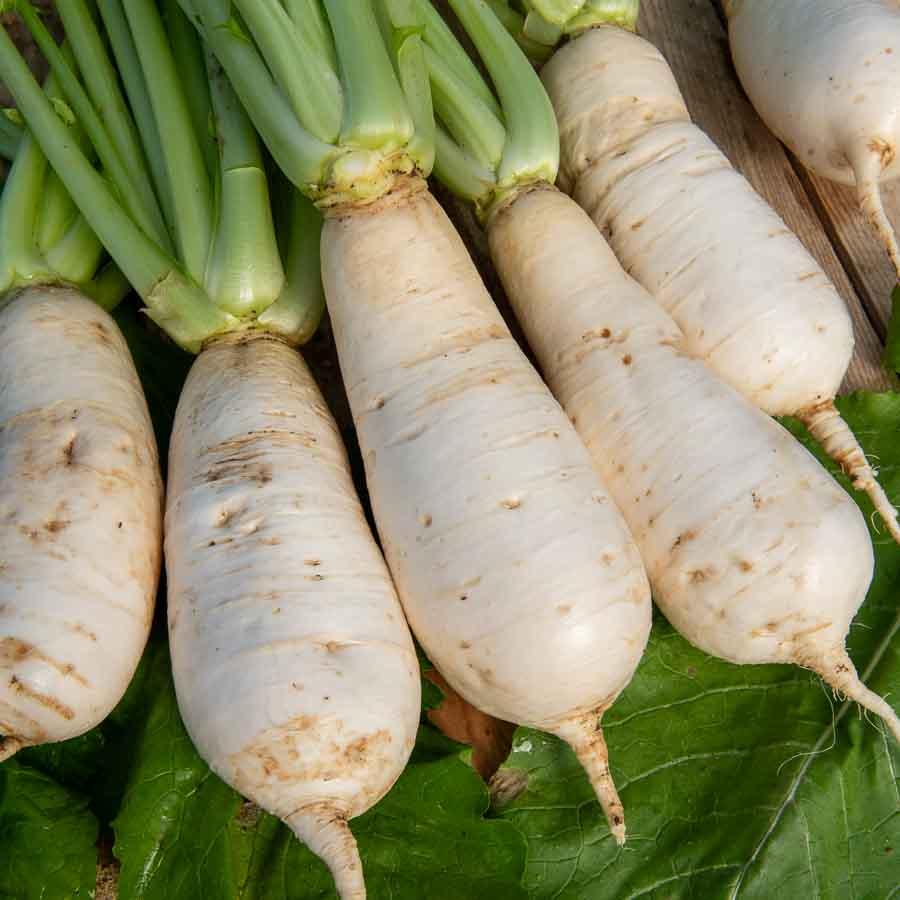 Navet des Vertus Marteau (500g)