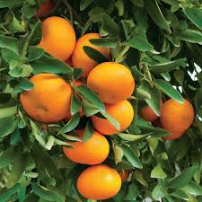 Produits de Sicile bio : Mandarine (avana) 1Kg