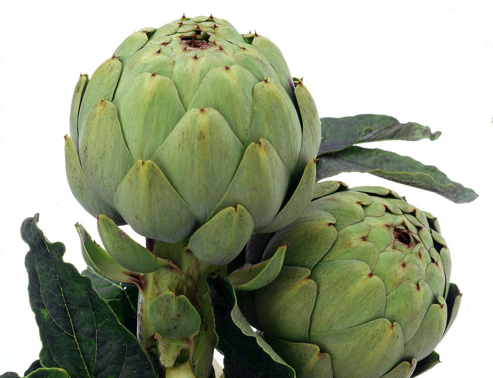 Artichauts vert (camus) 1 Kg (2 ou 3 têtes)