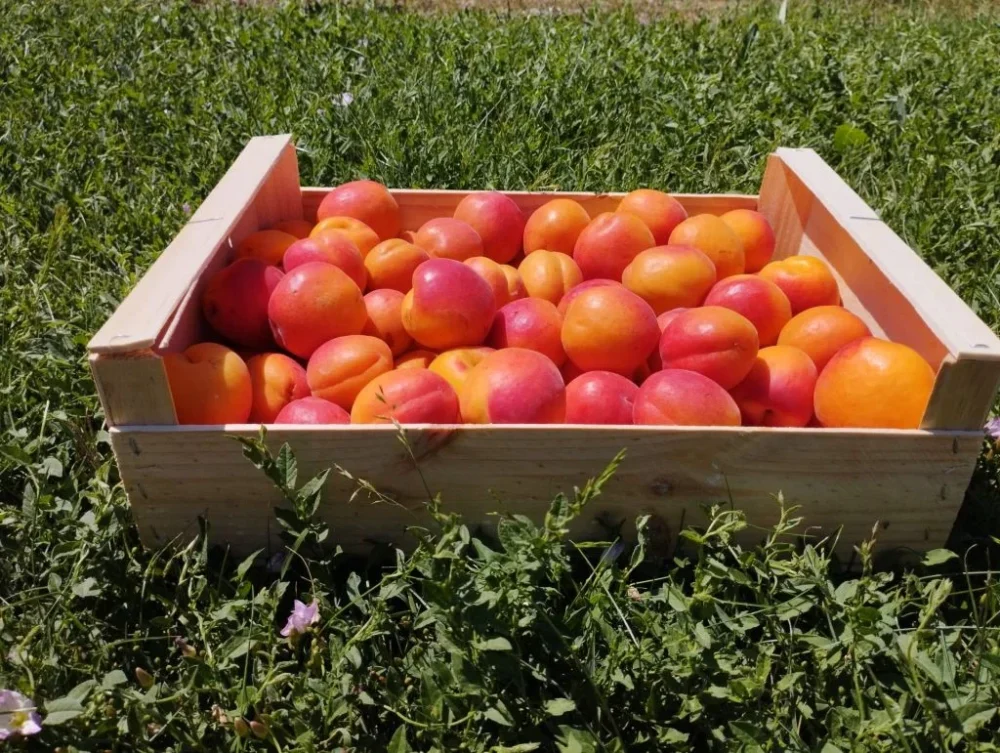 Abricots de la Drôme (Plateau de 5 Kg)