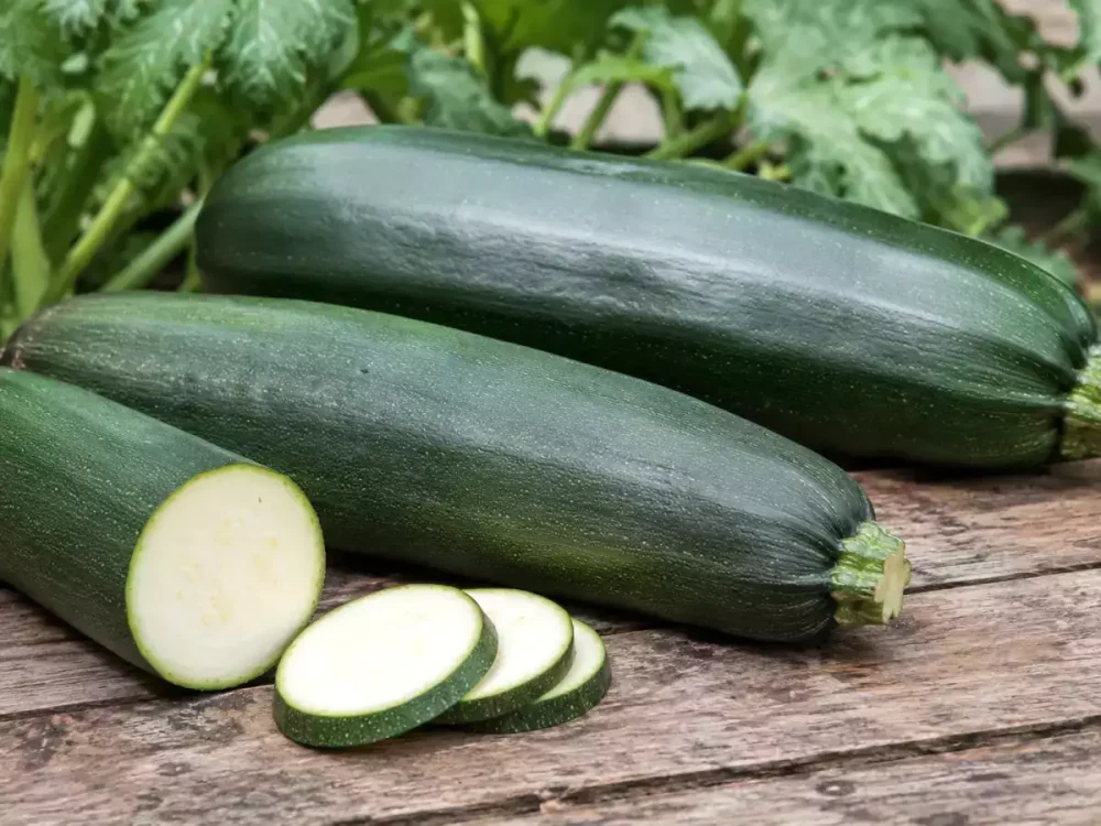 COURGETTES A FARCIR  1.5€ le kg
